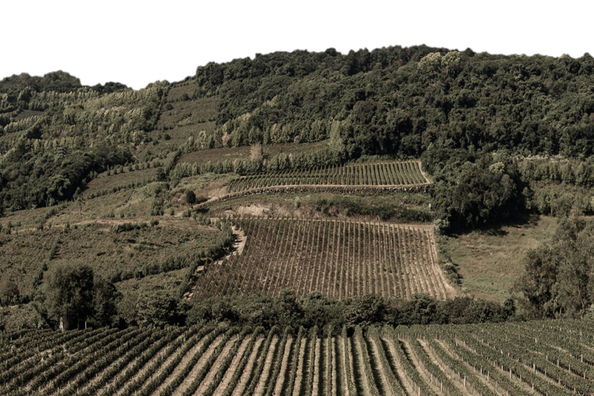 Vinhedos da Casa Valduga, no Vale dos Vinhedos