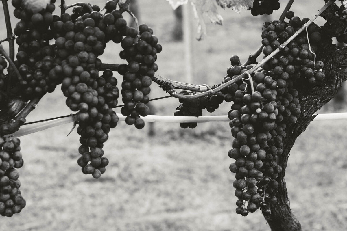 Uvas nos vinhedos da Pizzato
